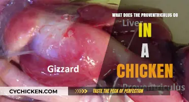 Understanding the Proventriculus: A Chicken's Vital Digestive Organ Function