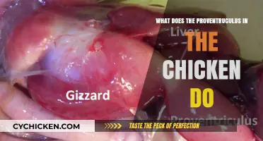Understanding the Proven Truculus: Its Role in Chicken Anatomy Explained
