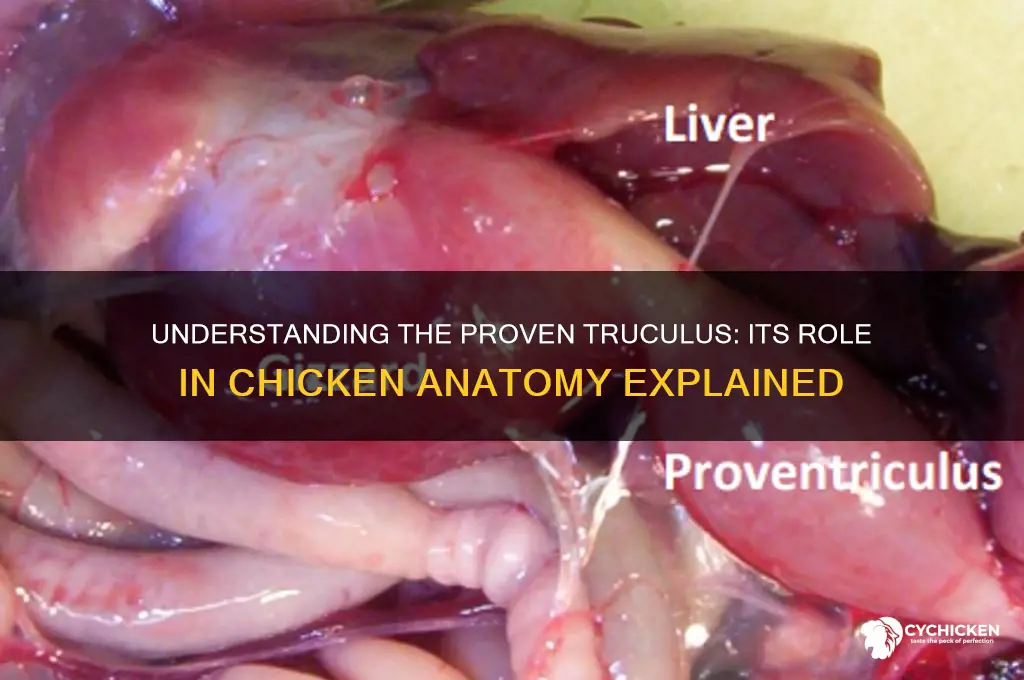 what does the proventruculus in the chicken do