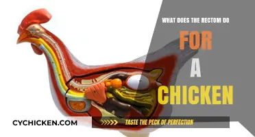 Understanding the Rectom's Role in a Chicken's Digestive System