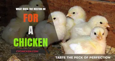 Understanding the Recton's Role in Chicken Health and Functionality