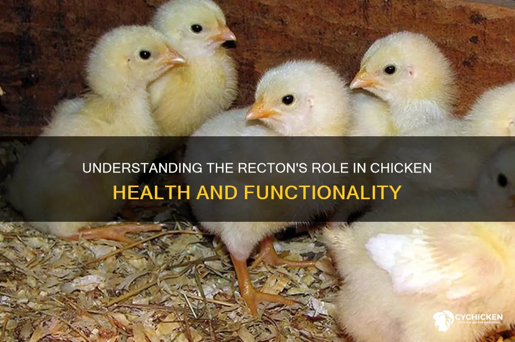 what does the recton do for a chicken