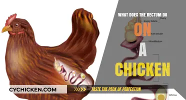 Understanding the Rectum's Role in a Chicken's Digestive System