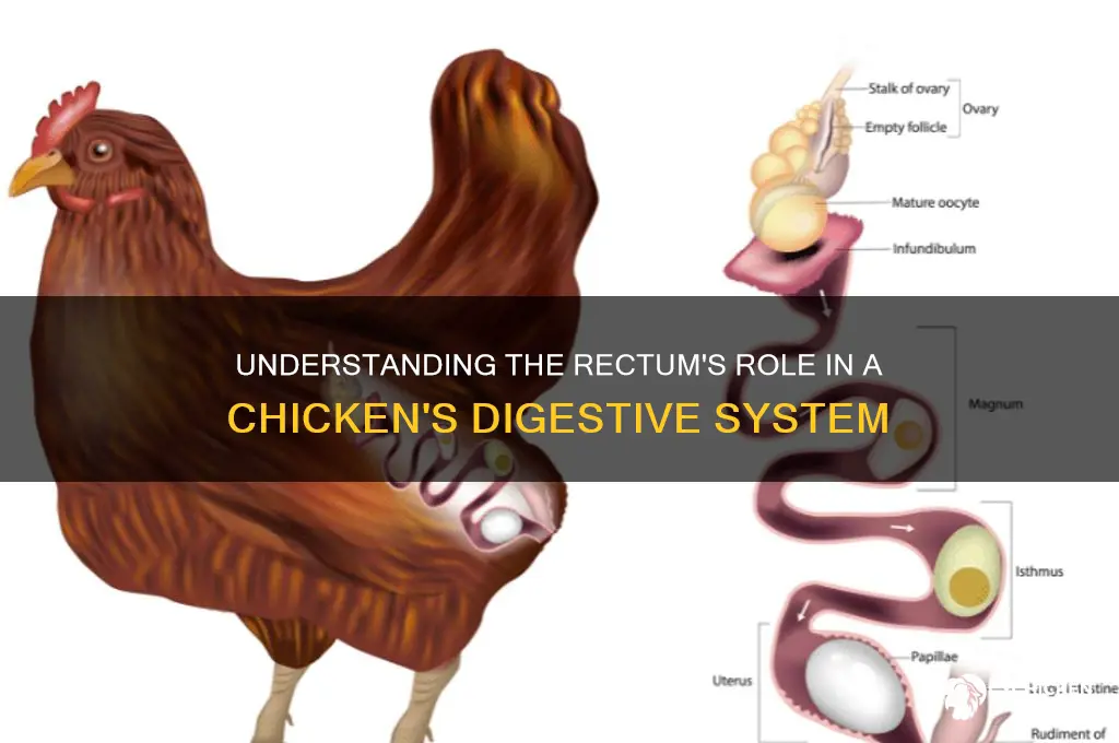 what does the rectum do on a chicken