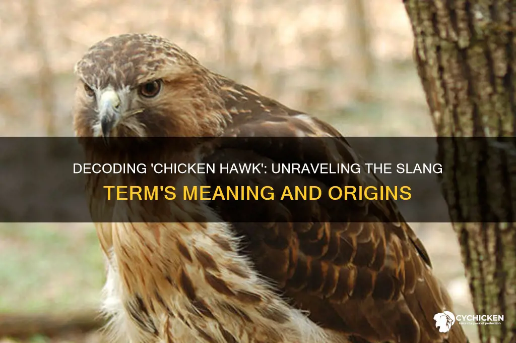 what does the slang word chicken hawk mean