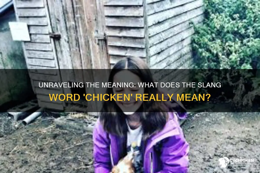 what does the slang word chicken mean