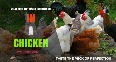 Small Intestine, Big Impact: Chicken Edition