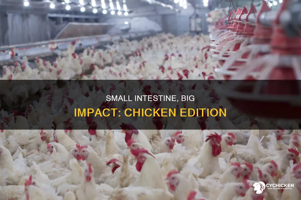 what does the small intestine do in a chicken