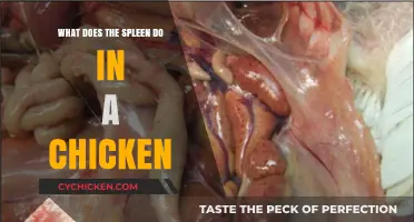 Understanding the Chicken Spleen's Vital Role in Immunity and Health