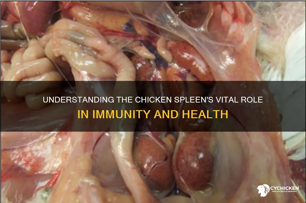 what does the spleen do in a chicken