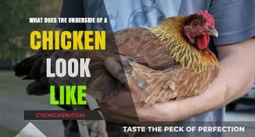 Exploring the Hidden Anatomy: What's Under a Chicken's Feathers?