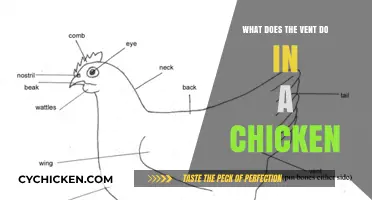 Understanding the Role of a Chicken's Vent: Functions and Importance