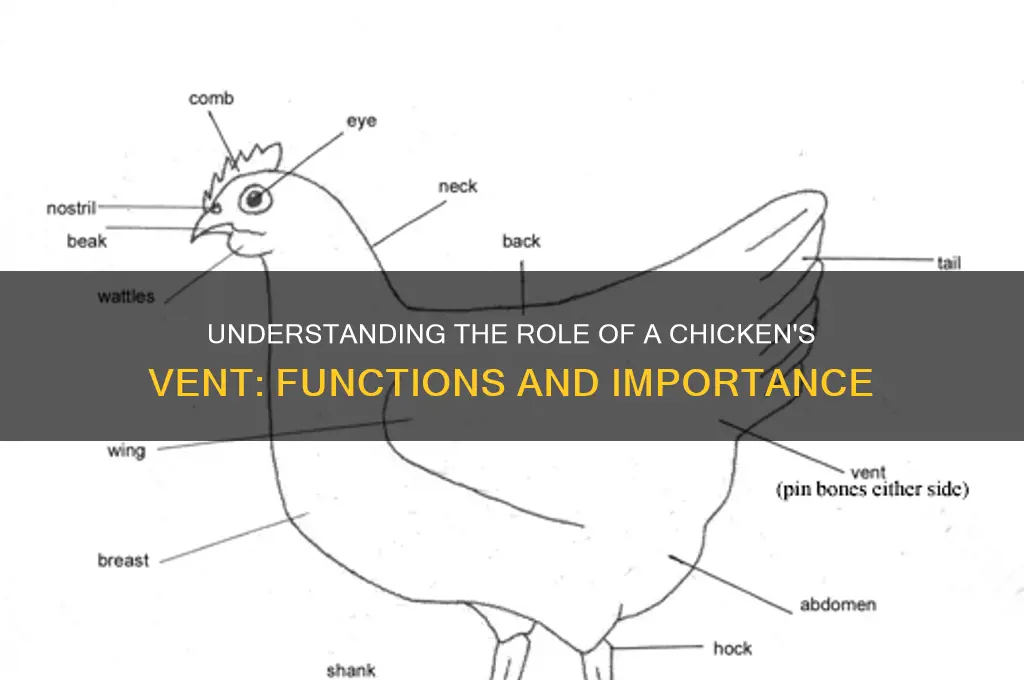 what does the vent do in a chicken
