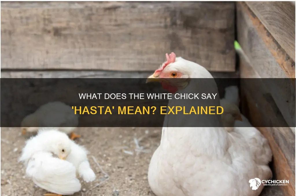 what does the white chick sy hasta