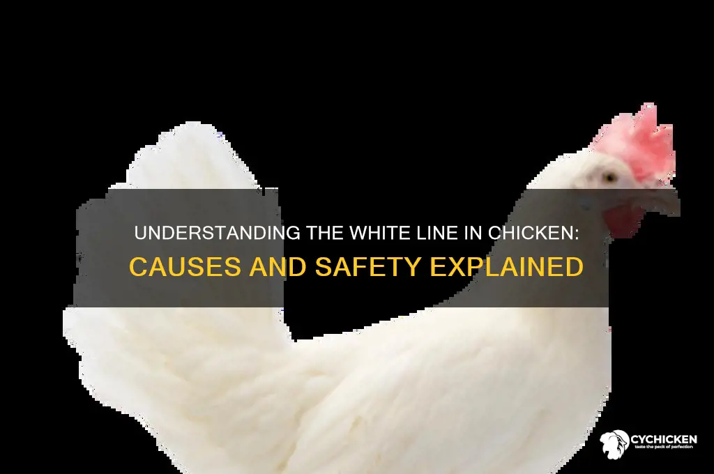 what does the white line in chicken mean