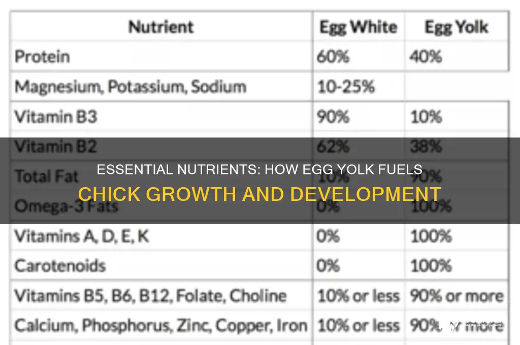 what does the yolk provide for a chick