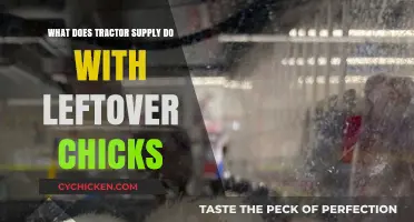 Tractor Supply's Chick Policy: What Happens to Leftover Chicks?