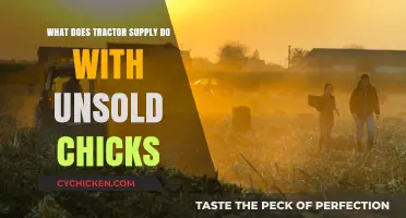 Tractor Supply's Unsold Chicks: Care, Policy, and Ethical Handling Explained