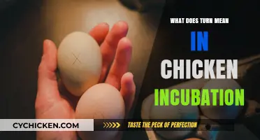 Understanding the Critical Role of Turning Eggs During Chicken Incubation