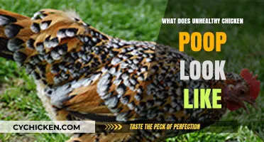 Identifying Unhealthy Chicken Poop: Signs, Causes, and Solutions