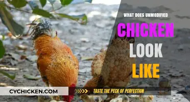 Unmodified Chicken: Appearance, Texture, and Natural Characteristics Explained