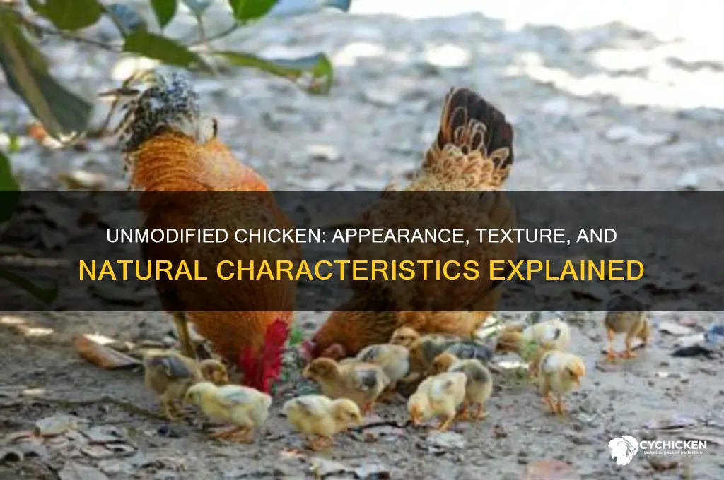 what does unmodified chicken look like