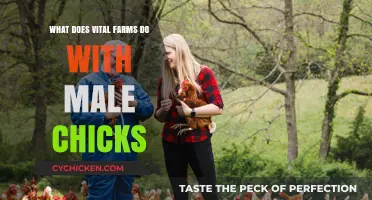 Vital Farms' Ethical Approach: Saving Male Chicks from Culling