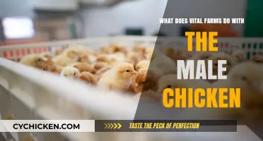 Vital Farms' Ethical Approach to Male Chickens