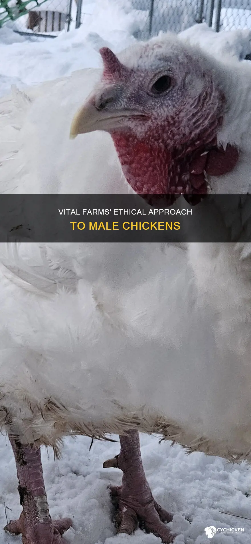 what does vital farms do with the male chicken