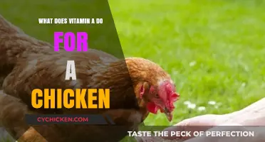 Vitamin A's Role in Chicken Health: Benefits and Importance Explained