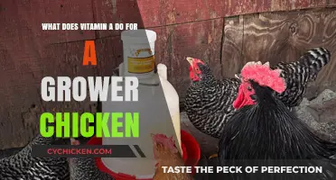 Vitamin A for Chickens: Health Benefits and Sources