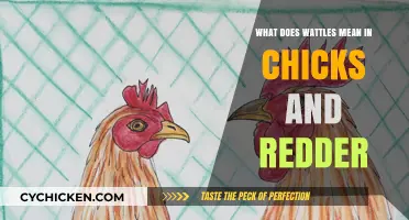 Understanding Wattles in Chicks and Their Connection to Redder Appearance