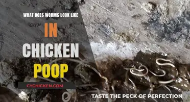 Identifying Worms in Chicken Droppings: A Visual Guide for Poultry Owners