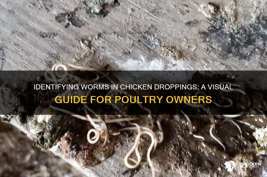 what does worms look like in chicken poop