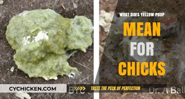 Yellow Poop in Chicks: Causes, Concerns, and Care Tips