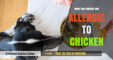 Chicken Allergies in Dogs: Breeds Most Commonly Affected