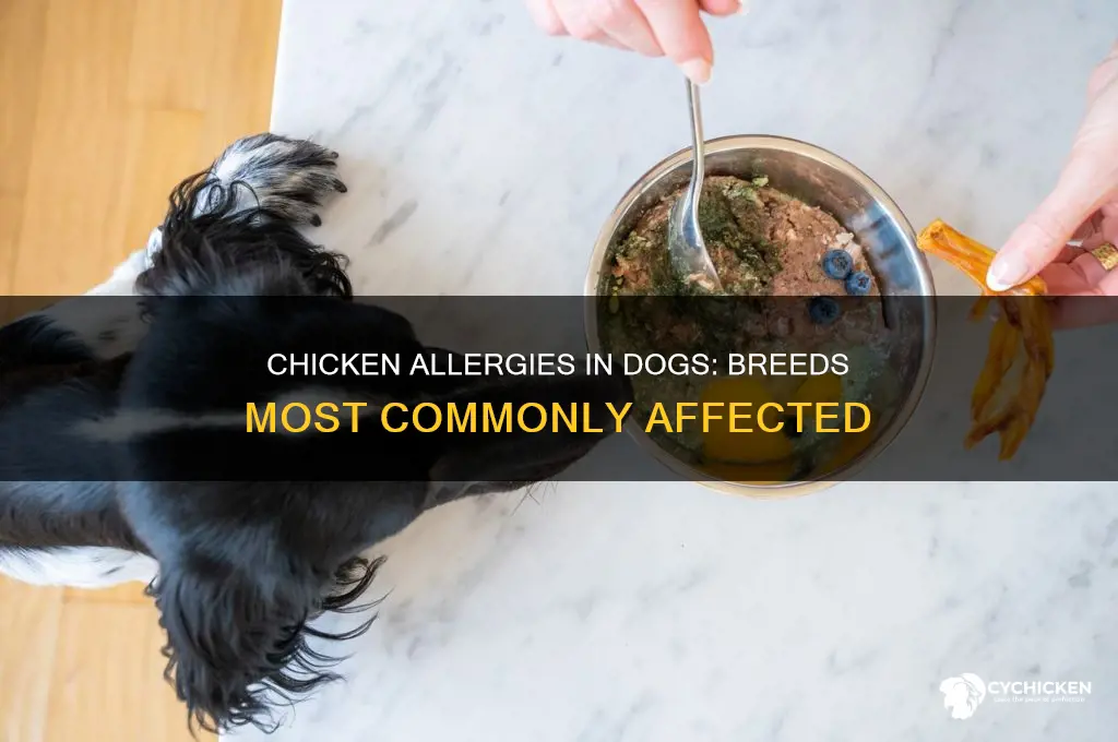 what dog breeds are allergic to chicken
