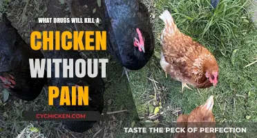 Safe and Humane Methods to Euthanize Chickens Without Causing Pain