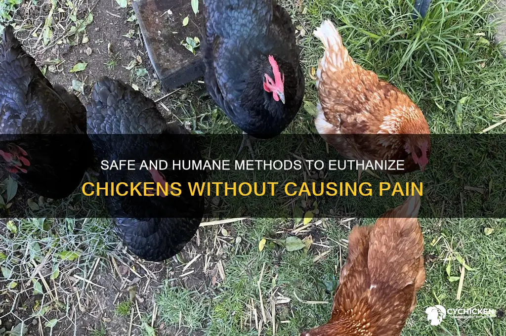 what drugs will kill a chicken without pain