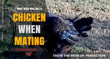 Deadly Mating Rituals: Which Duck Species Threatens Chickens During Breeding?