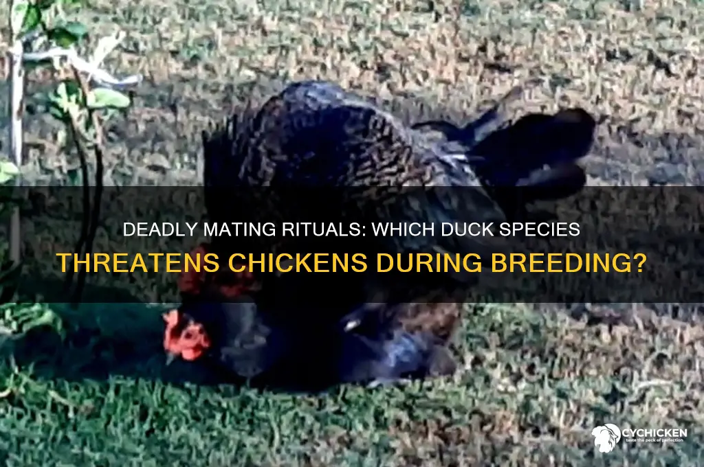 what duck will kill a chicken when mating