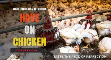 Antibiotics in Poultry: Impact on Chicken Health and Food Safety
