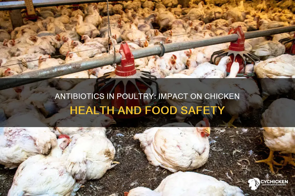 what effect does antibiotics have on chicken