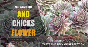 Hens and Chicks: Beyond Flowers, Exploring Their Unique Succulent Nature