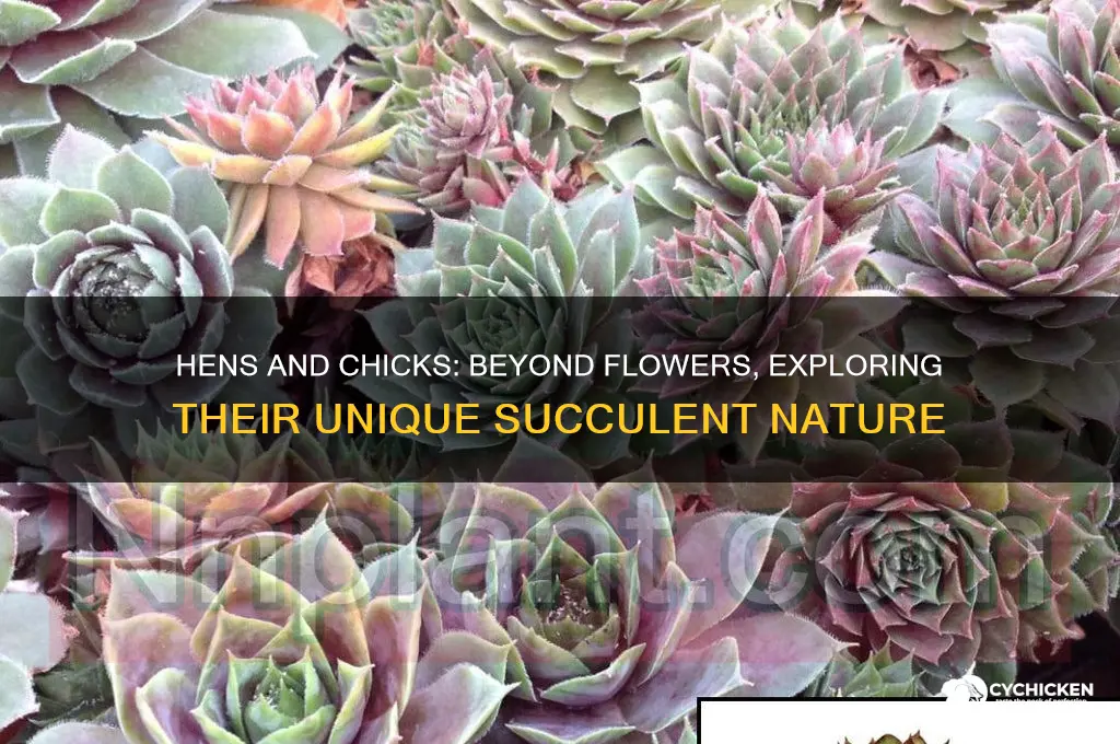 what else are hens and chicks flower