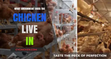 Exploring the Natural and Farm Environments Chickens Thrive In