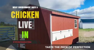 Exploring the Natural and Farm Habitats Chickens Thrive In