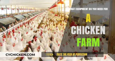 Chicken Farming: Essential Equipment for Success