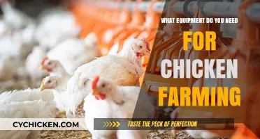Essential Equipment for Successful Chicken Farming: A Comprehensive Guide