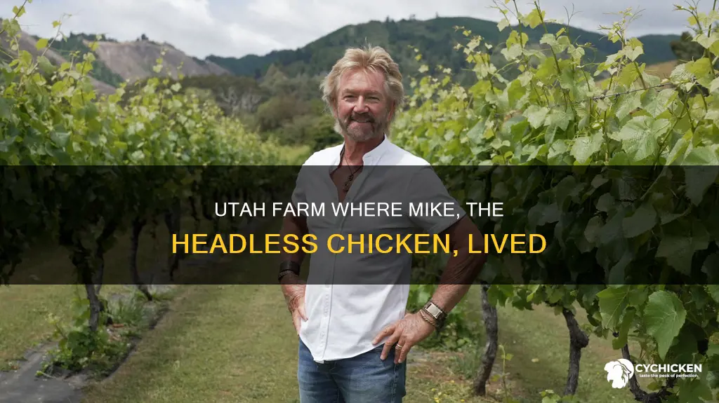 what farm did mike the headless chicken live on